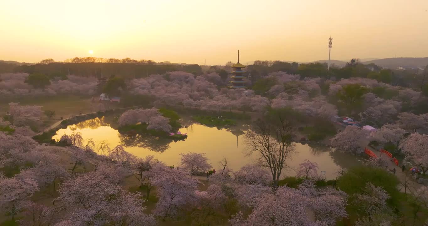 武汉东湖磨山樱花园春季风光视频素材