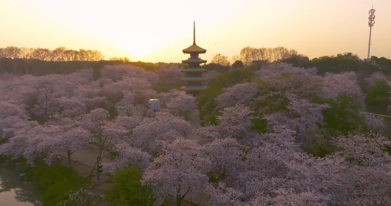 武汉东湖磨山樱花园春季风光视频素材