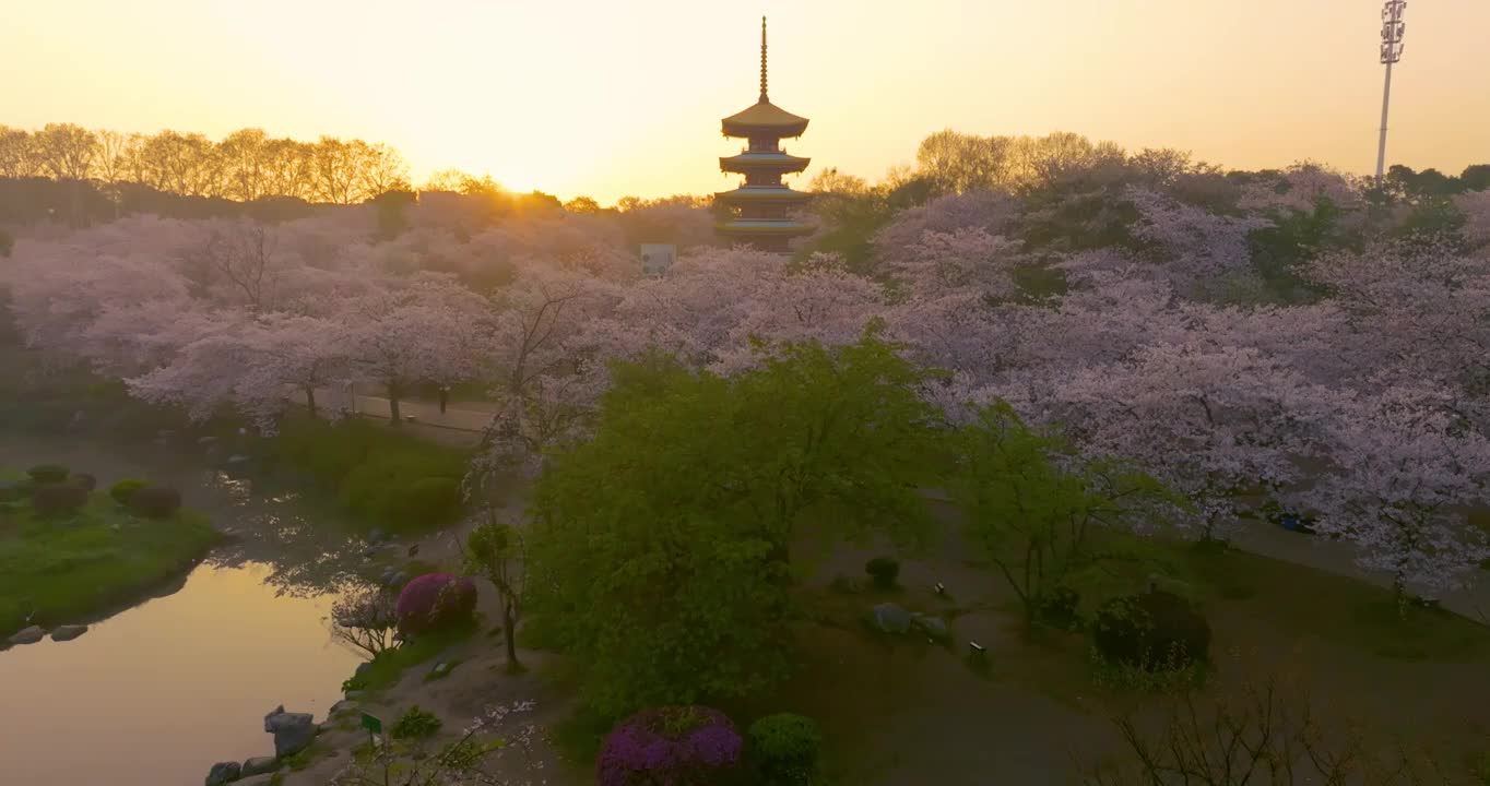 武汉东湖磨山樱花园春季风光视频素材