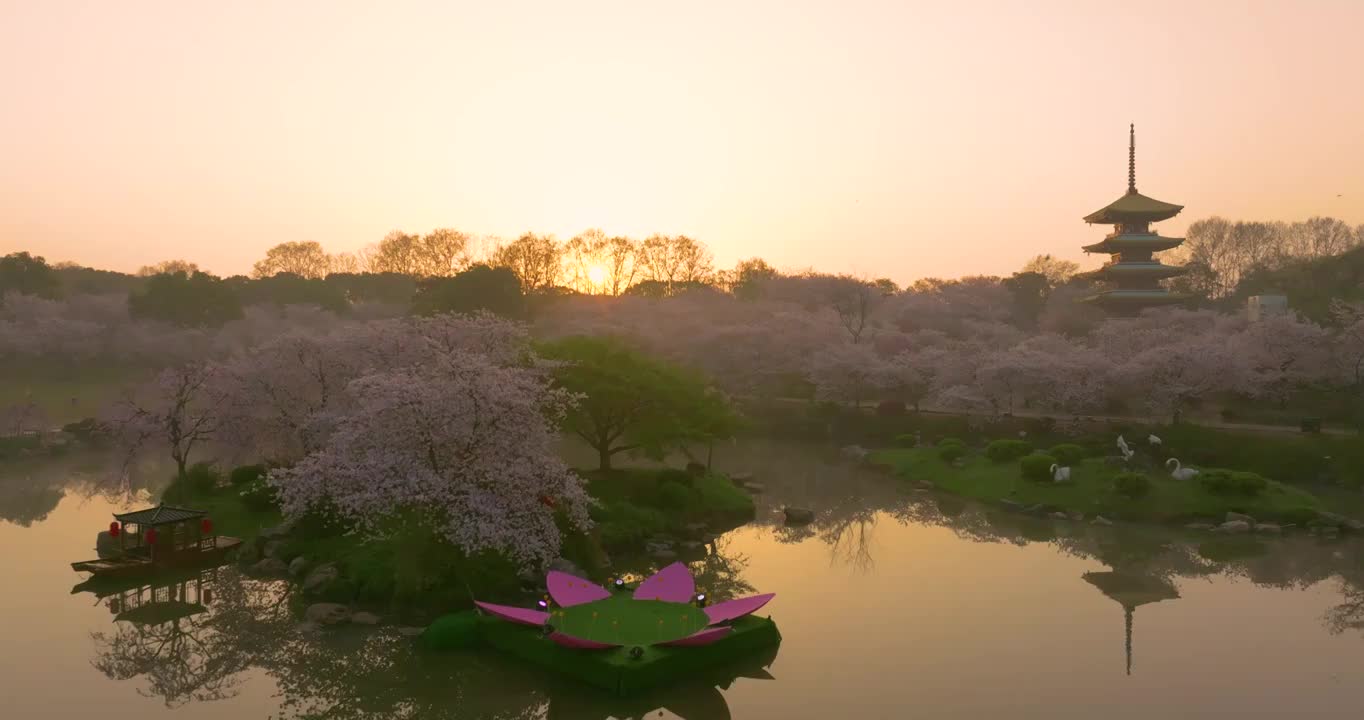 武汉东湖磨山樱花园春季风光视频素材