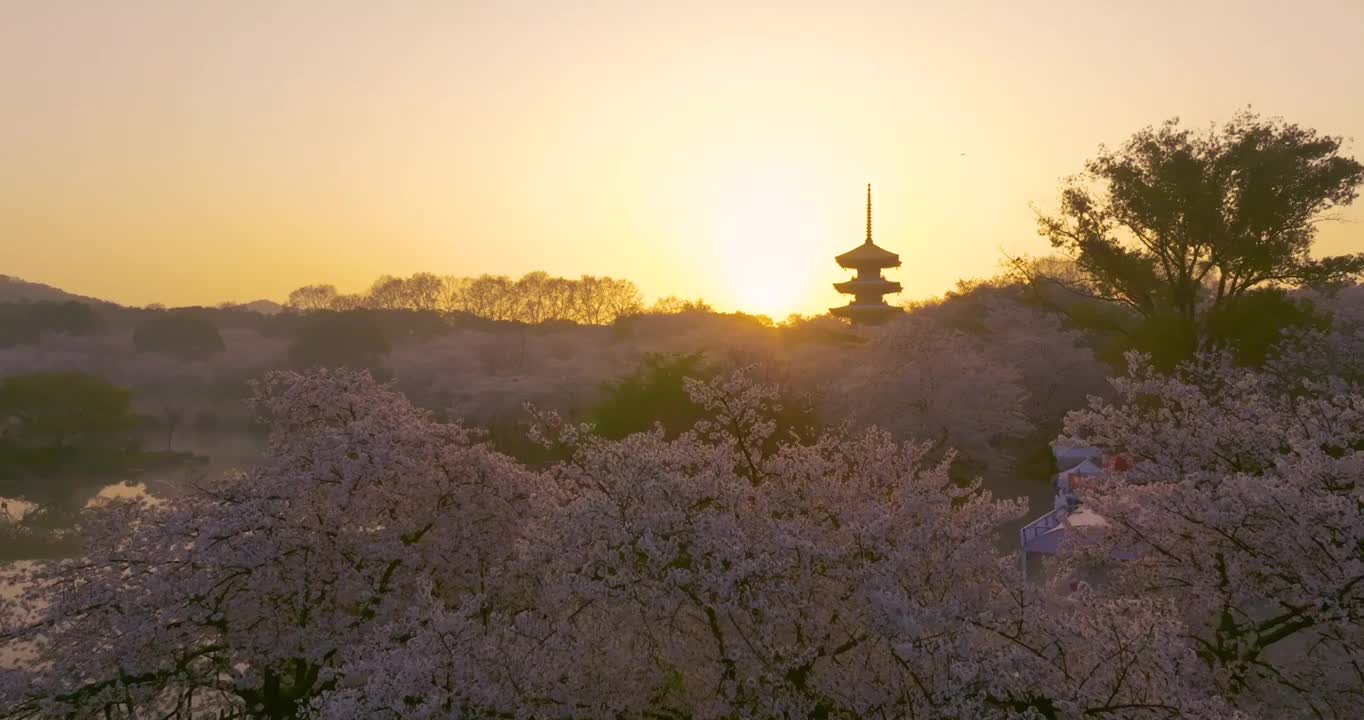 武汉东湖磨山樱花园春季风光视频素材