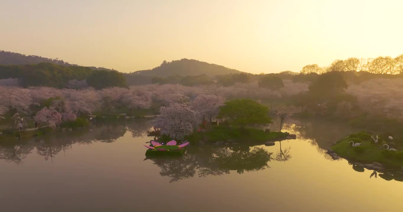 武汉东湖磨山樱花园春季风光视频素材