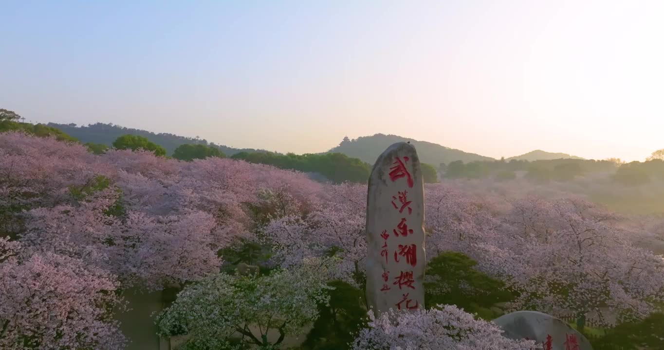 武汉东湖磨山樱花园春季风光视频素材