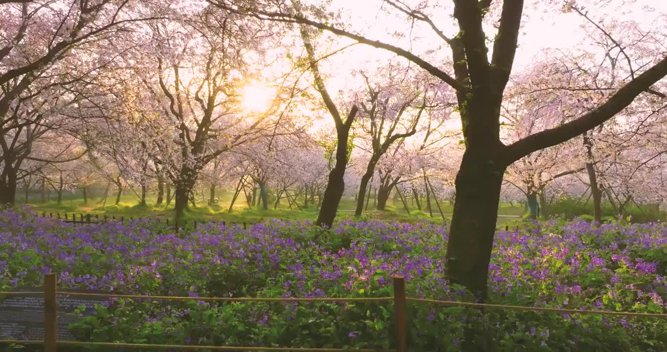 武汉东湖磨山樱花园春季风光视频素材