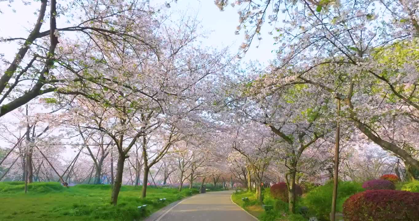 武汉东湖磨山樱花园春季风光视频素材