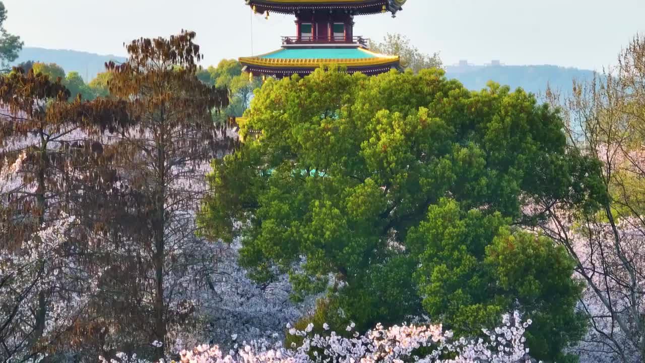 武汉东湖磨山樱花园春季风光视频素材