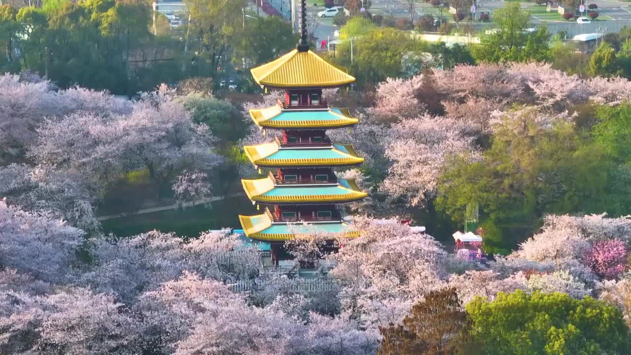 武汉东湖磨山樱花园春季风光视频素材