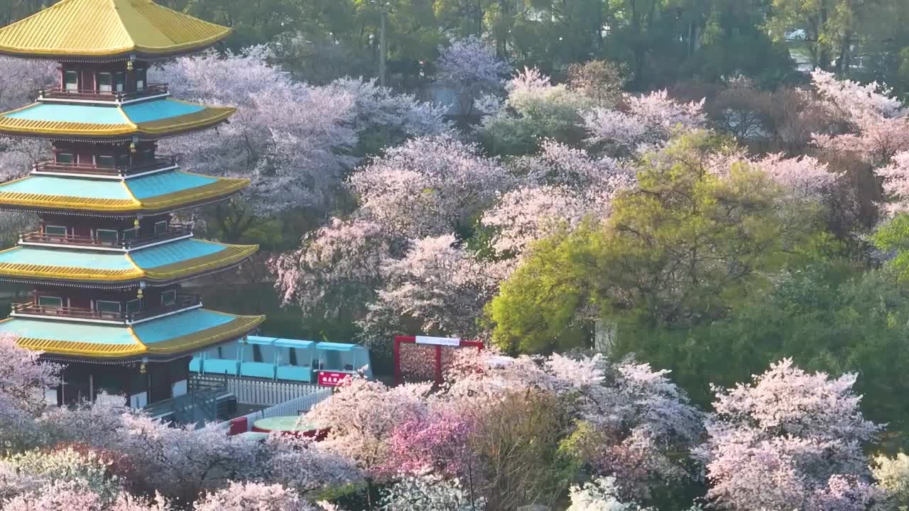 武汉东湖磨山樱花园春季风光视频素材