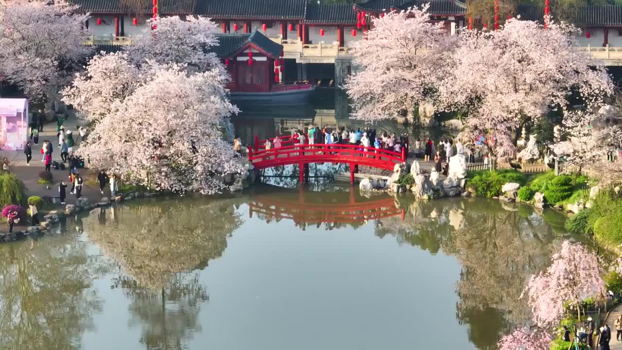 武汉东湖磨山樱花园春季风光视频素材