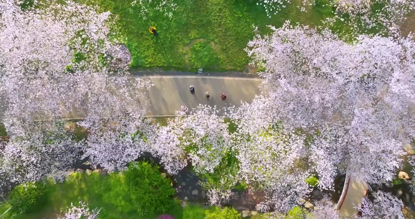 武汉东湖磨山樱花园春季风光视频素材