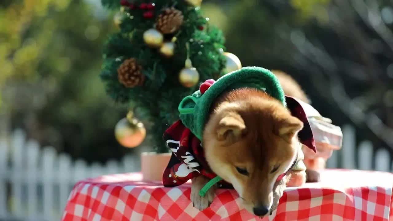 圣诞节趴在桌上的柴犬视频素材