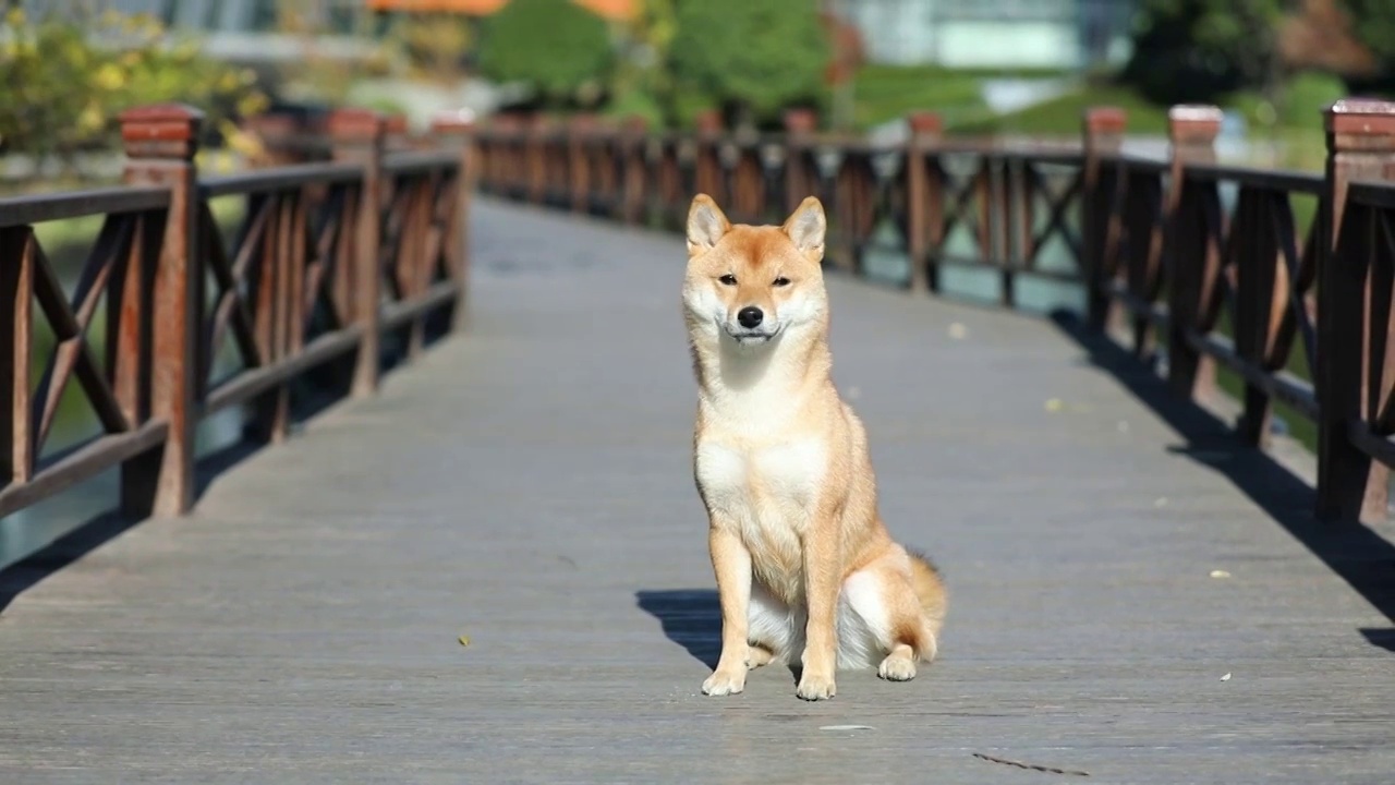 杭州阿里巴巴西溪园区一只坐在栈道上的柴犬视频素材