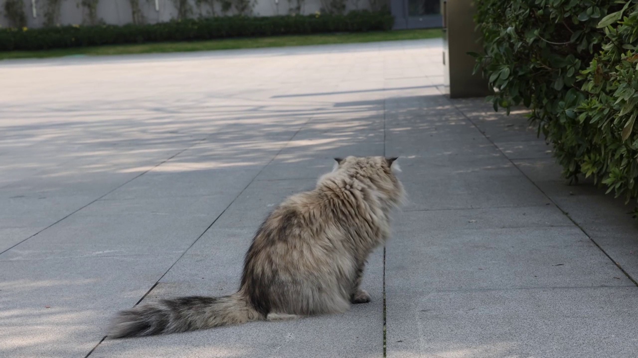 坐在地上的宠物猫金吉拉视频素材