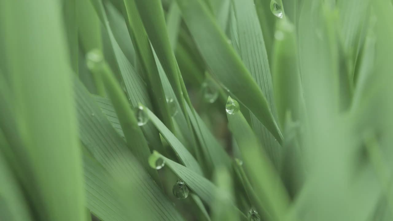 【8K】公园清晨草地 露珠露水视频素材