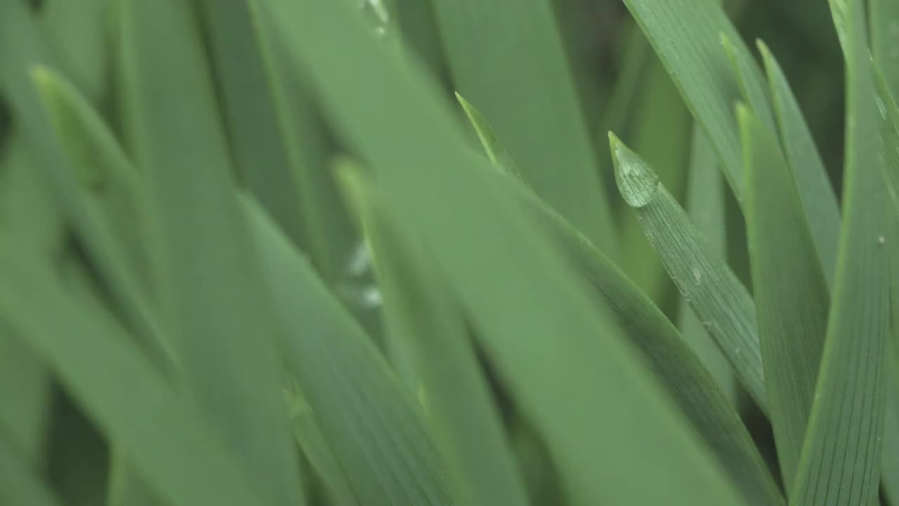 【8K】公园清晨草地 露珠露水视频素材