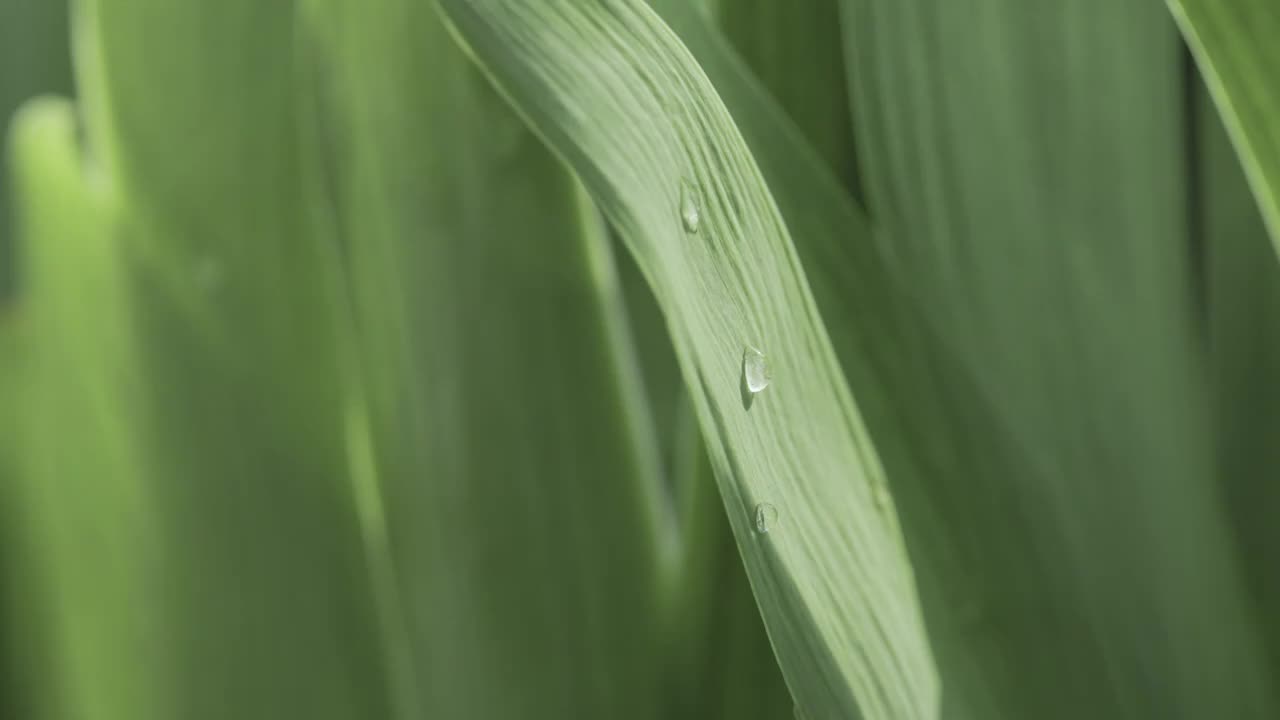 【8K】公园清晨草地 露珠露水视频素材