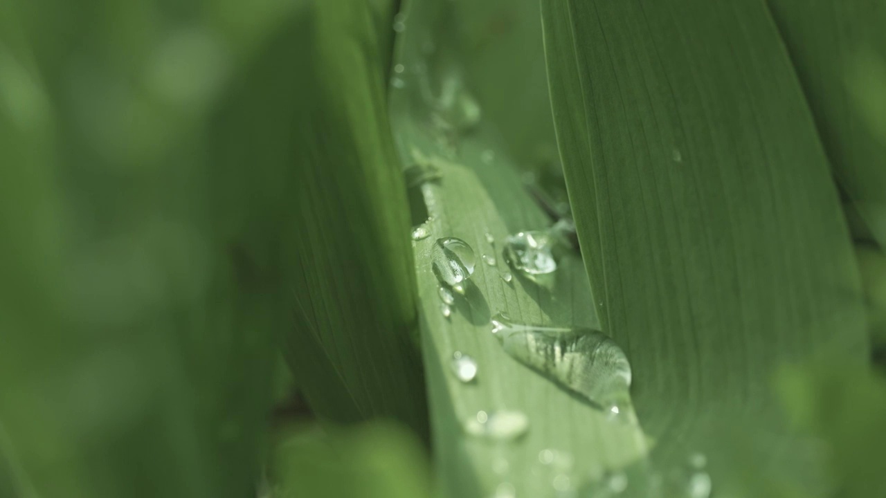 【8K】公园清晨草地 露珠露水视频素材