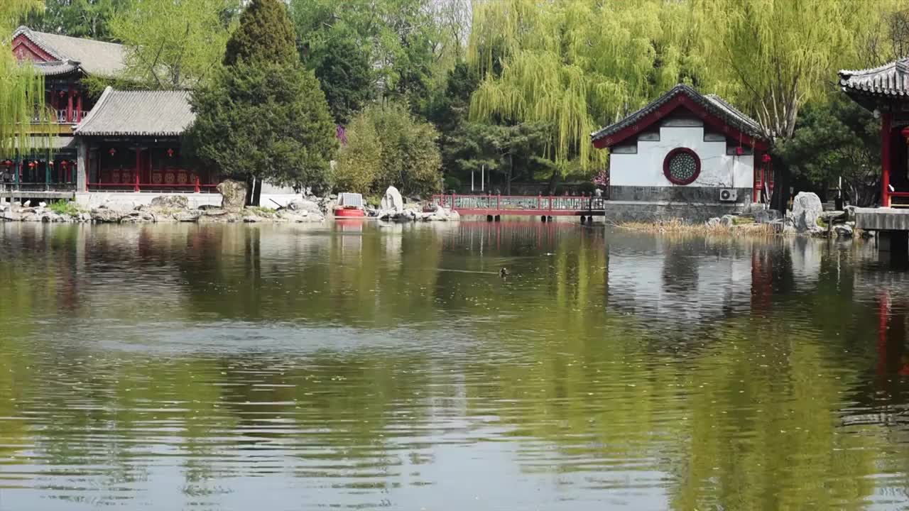 春天的北京大观园公园景色视频素材