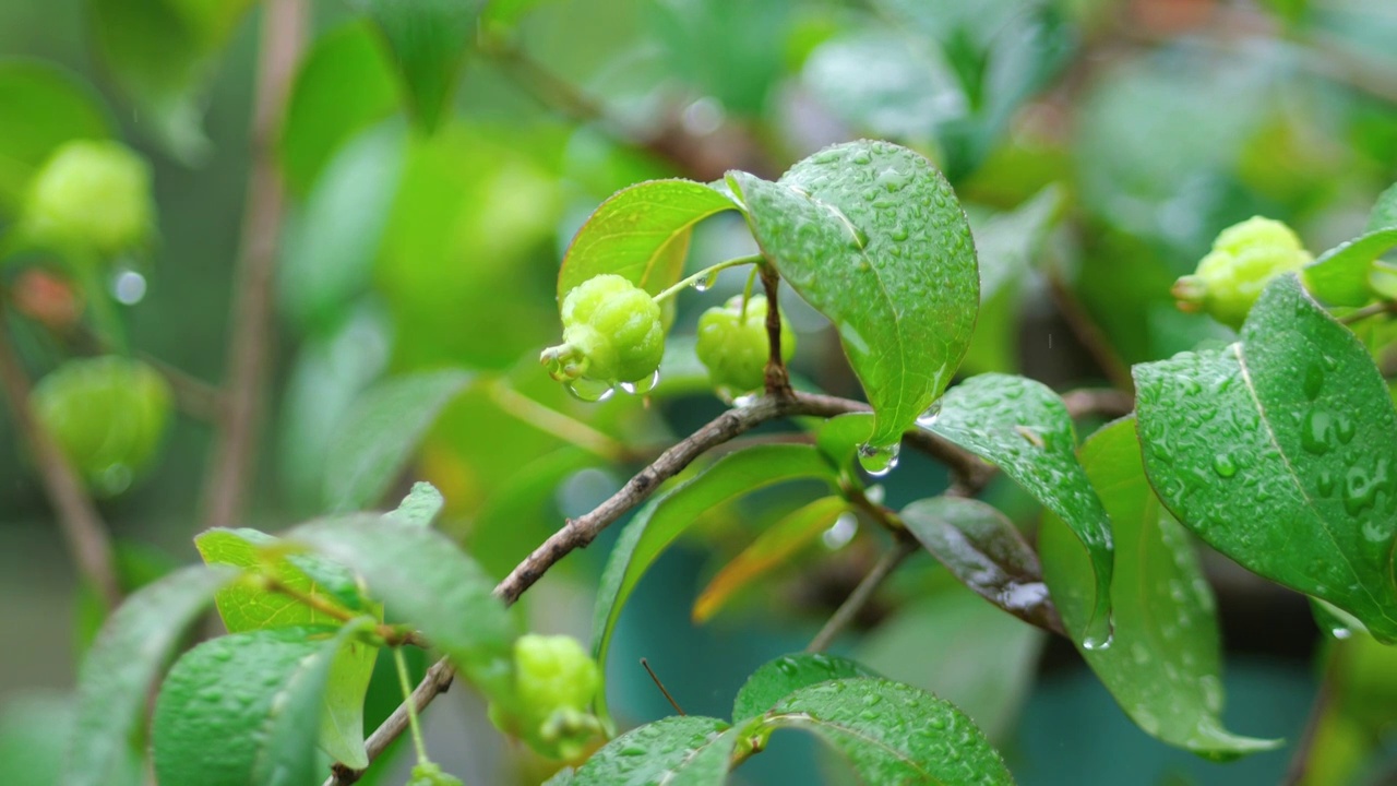 早春三月清晨户外雨水过后盆栽植物果实叶子露珠森林树干枝头挂满小水果优雅美观盆景清明雨水滋润大地植物视频素材