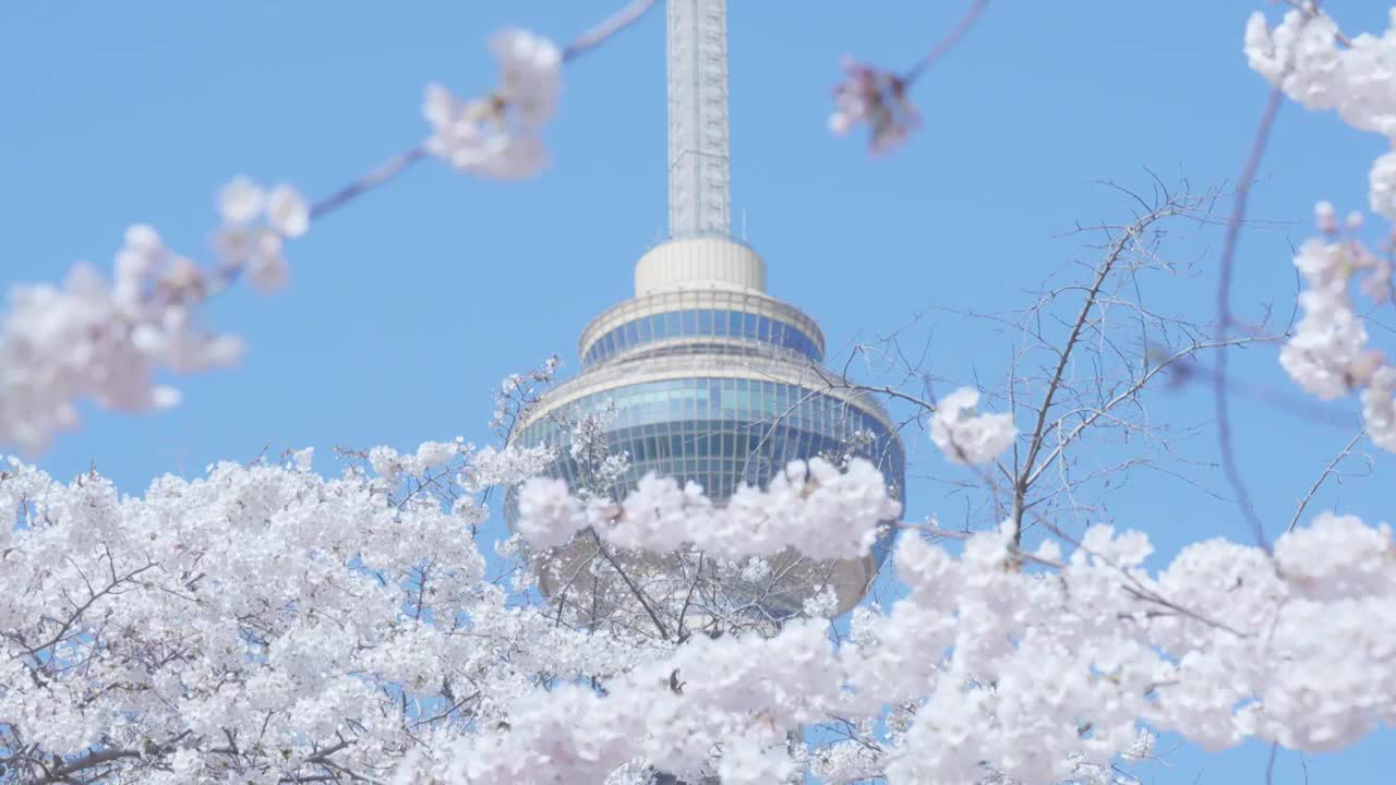 玉渊潭樱花和中央电视塔视频素材