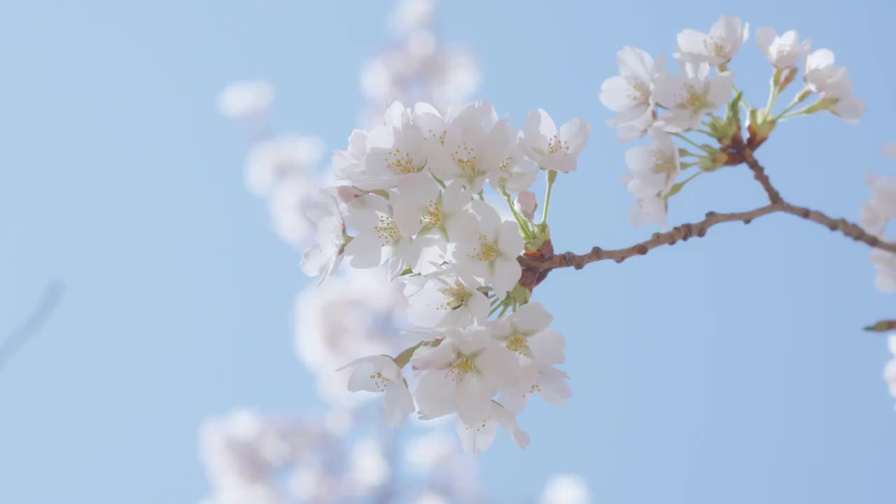 春季白色樱花特写视频素材