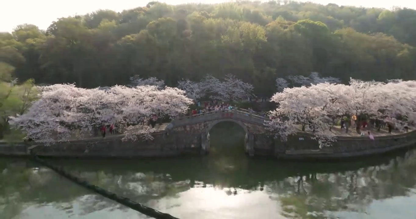 世界三大赏胜地无锡市太湖鼋头渚风景区长春桥樱花太湖风光视频素材