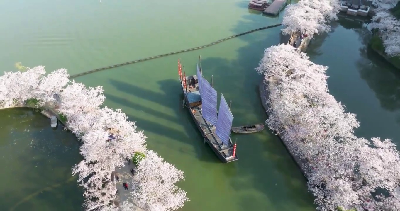 世界三大赏胜地无锡市太湖鼋头渚风景区长春桥樱花太湖风光视频素材