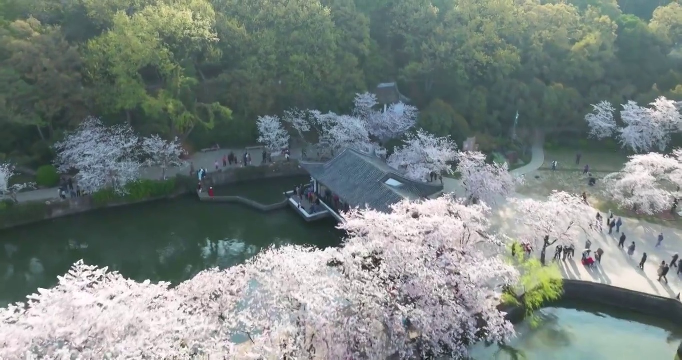 世界三大赏胜地无锡市太湖鼋头渚风景区长春桥樱花太湖风光视频素材