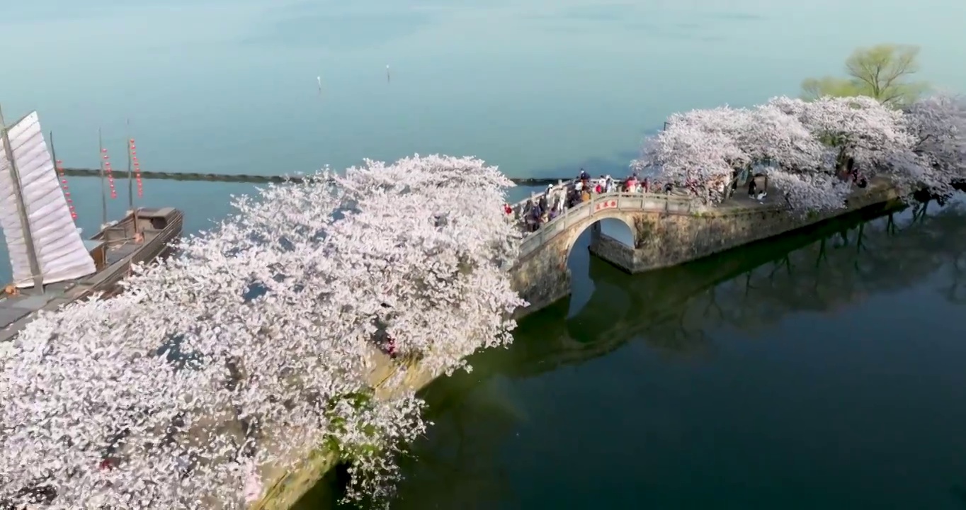 世界三大赏胜地无锡市太湖鼋头渚风景区长春桥樱花太湖风光视频素材