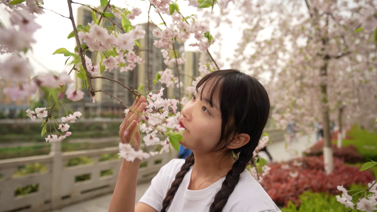 一位美女在观赏春天盛开的樱花视频下载