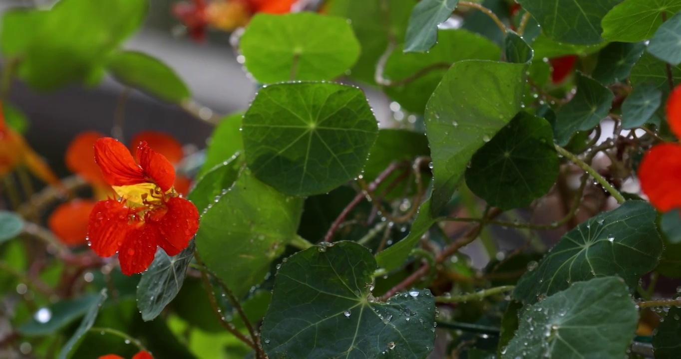 春天沾满露珠盛开的花朵视频素材