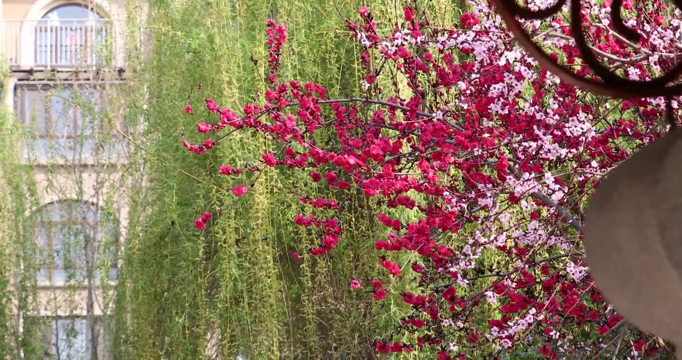 春天小区公园盛开的桃花和发芽的柳树视频素材