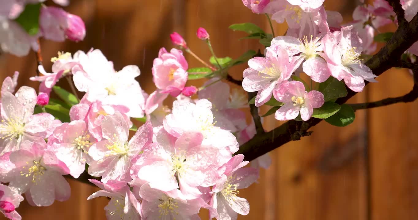 春天细雨淋湿盛开的海棠花视频素材