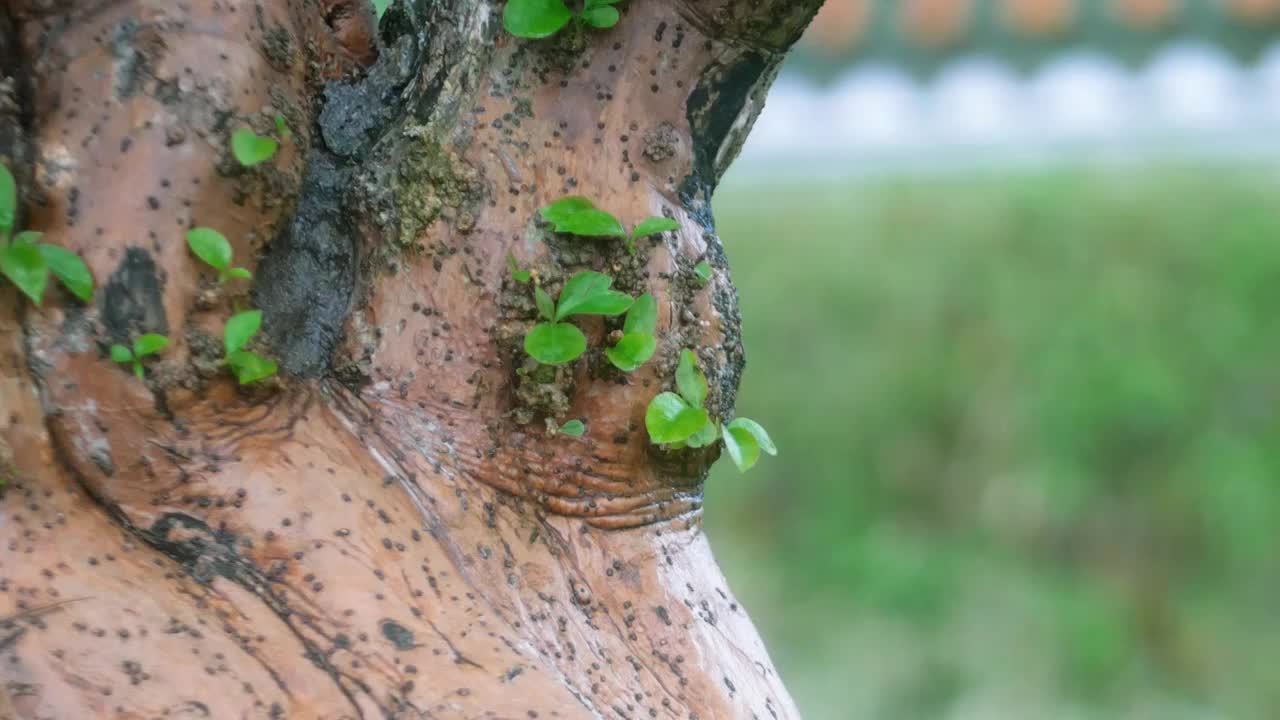 春天苔藓古树盆景园林造景微缩盆栽春天培植茶树发芽古朴清幽禅意绵绵老树盘根发芽生命旺盛绿色植物养眼视频素材