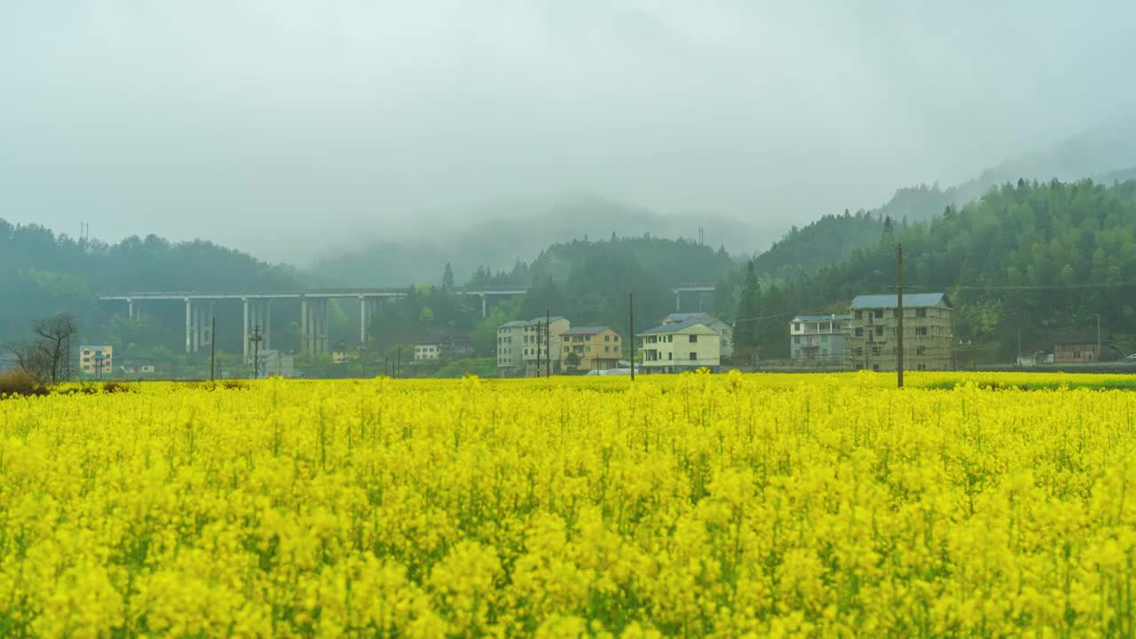 春天农村山村油菜花云雾缭绕延时摄影视频素材