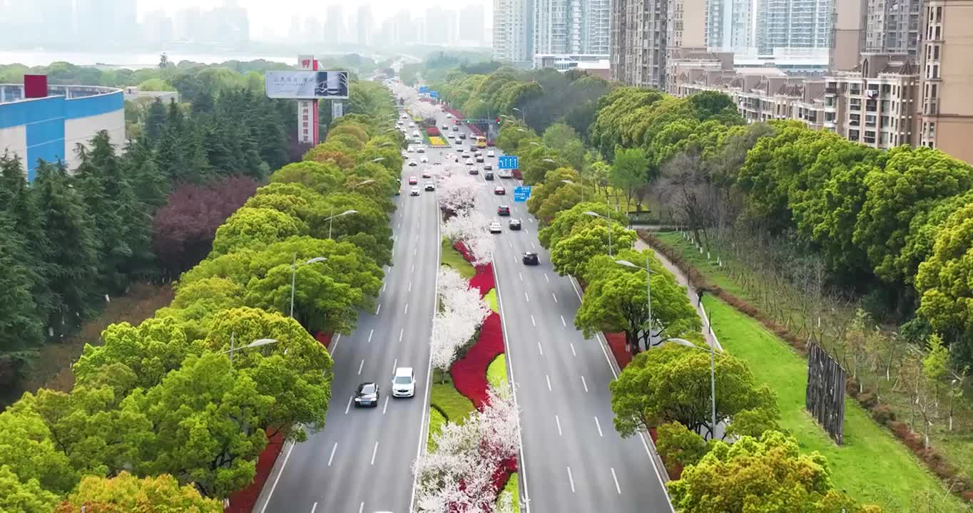 苏州工业园区，现代大道，春天，樱花开视频素材