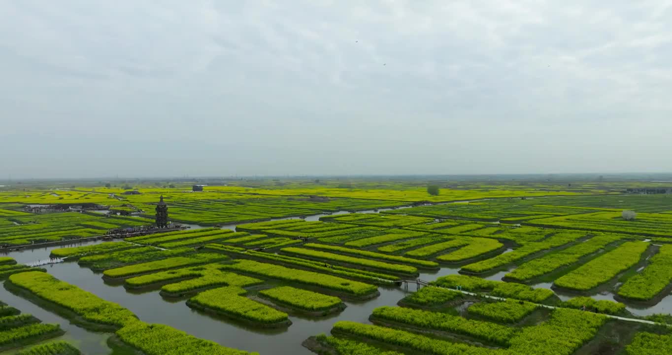 江苏省泰州市兴化市千垛镇东旺村千垛风景区油菜花风光视频素材