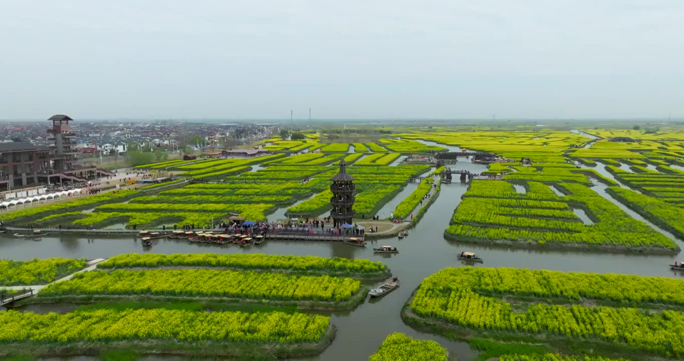 江苏省泰州市兴化市千垛镇东旺村千垛风景区油菜花风光视频素材