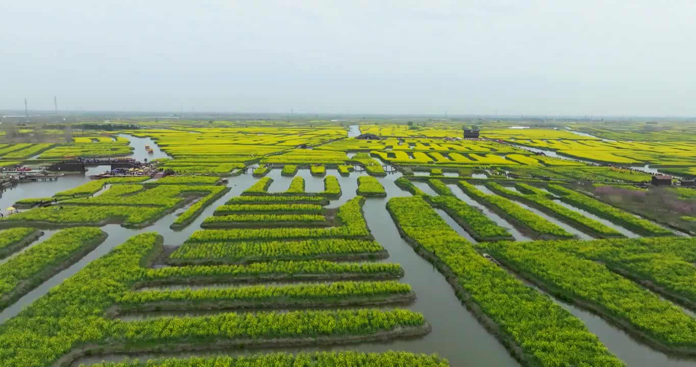 江苏省泰州市兴化市千垛镇东旺村千垛风景区油菜花风光视频素材