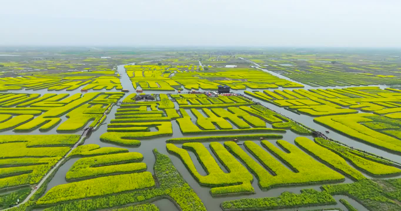 江苏省泰州市兴化市千垛镇东旺村千垛风景区油菜花风光视频素材