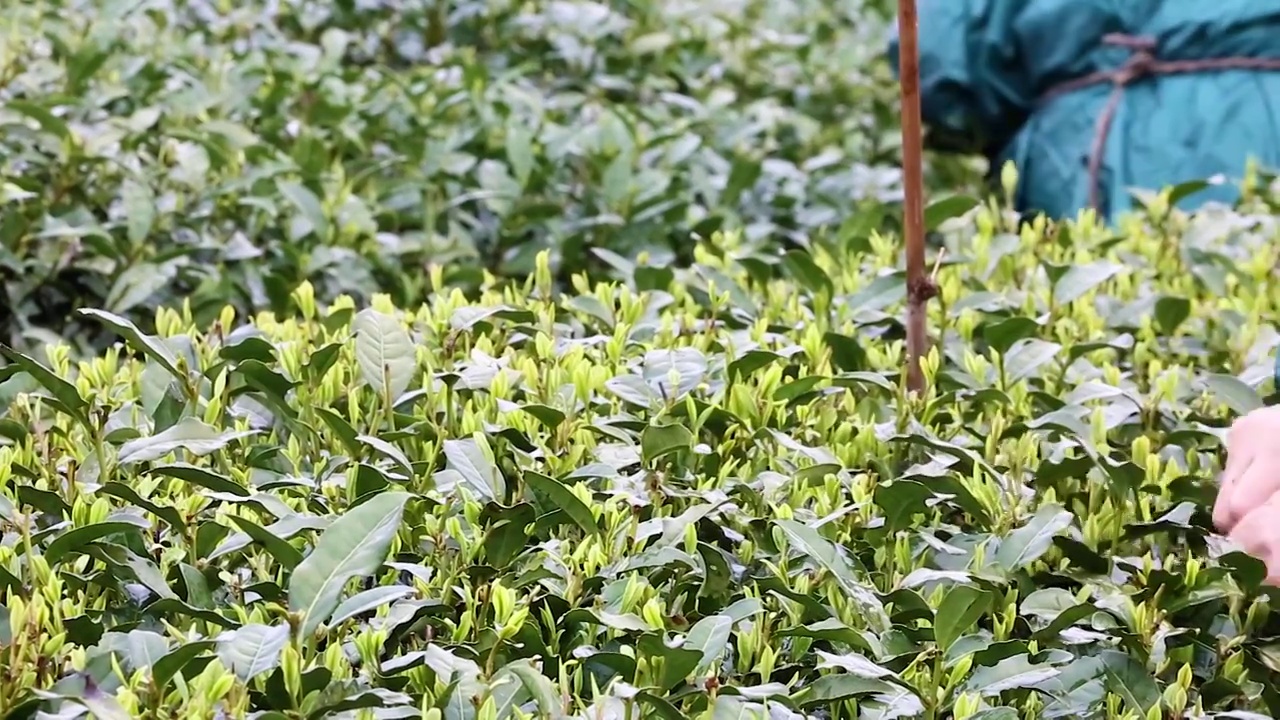 杭州茅家埠茶园茶农冒雨采茶视频素材