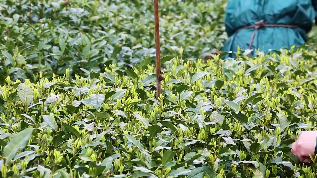 杭州茅家埠茶园茶农冒雨采茶视频素材