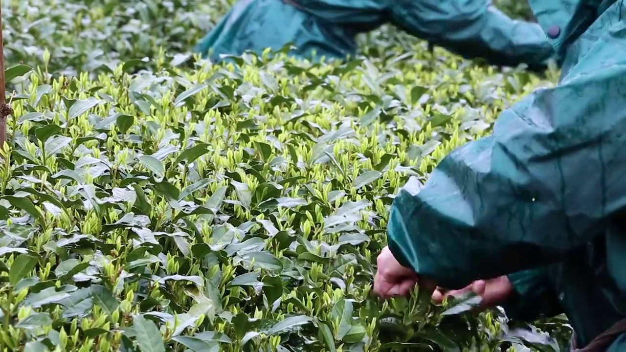 杭州茅家埠茶园茶农冒雨采茶视频素材