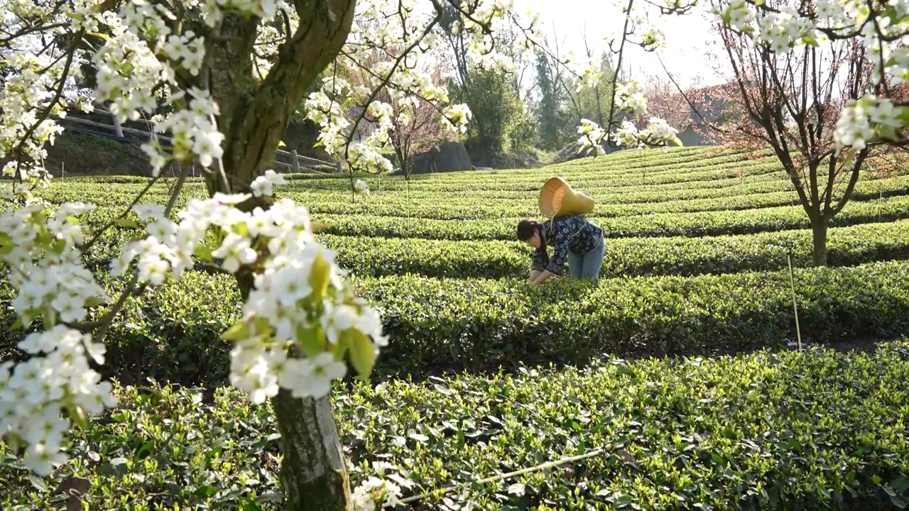 湖北：一位年轻姑娘在恩施玉露茶叶基地采摘春茶视频素材