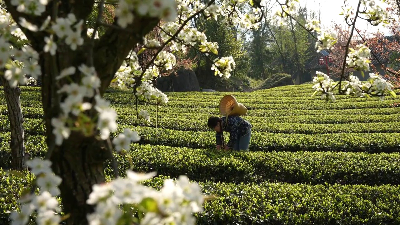 湖北：一位年轻姑娘在恩施玉露茶叶基地采摘春茶视频素材