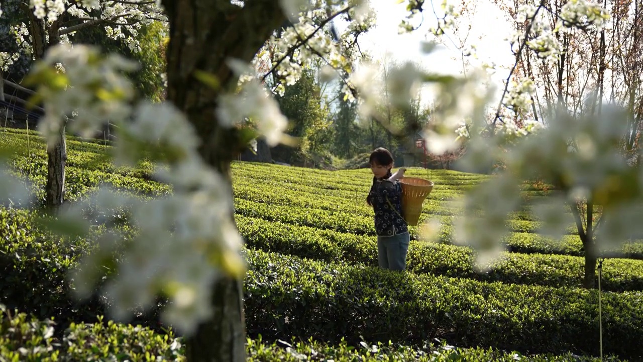 湖北：一位年轻姑娘在恩施玉露茶叶基地采摘春茶视频素材