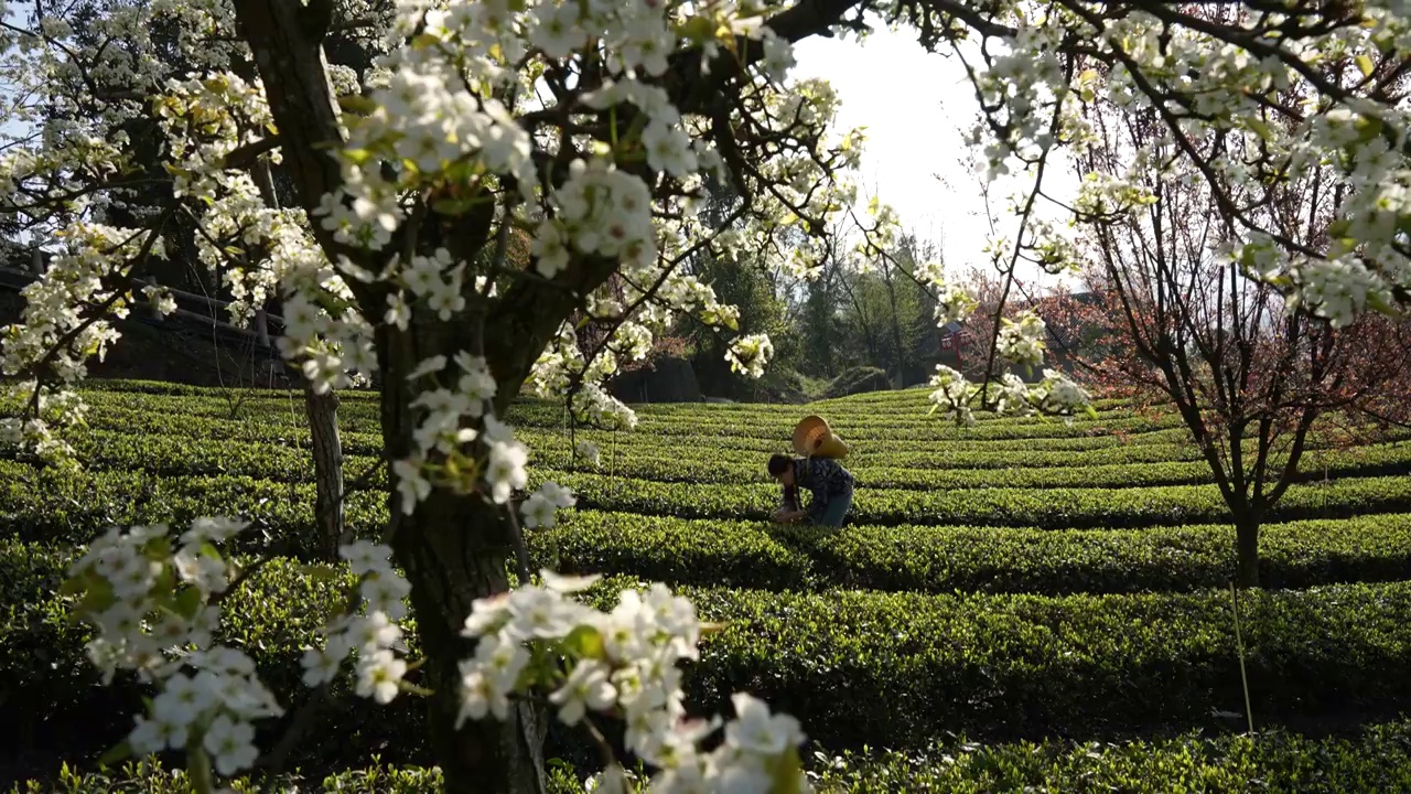 湖北：一位年轻姑娘在恩施玉露茶叶基地采摘春茶视频素材