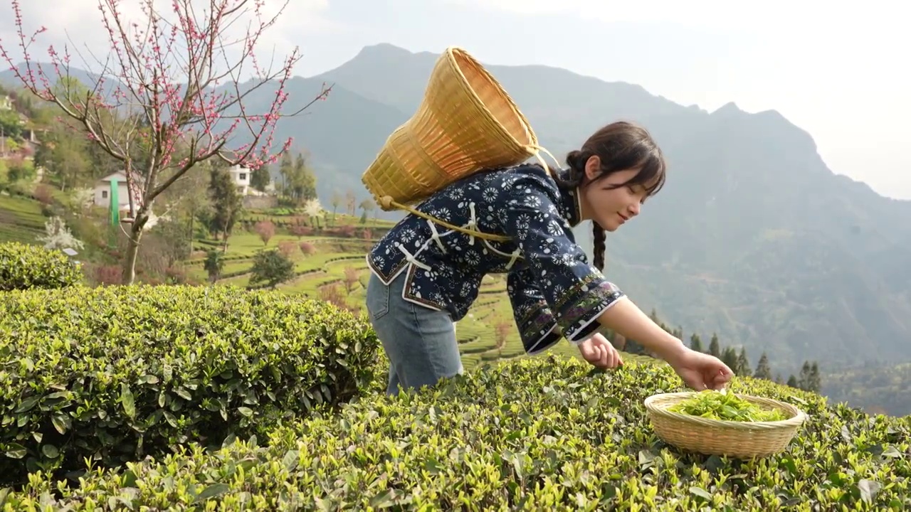 湖北：一位年轻姑娘在恩施玉露茶叶基地采摘春茶视频素材