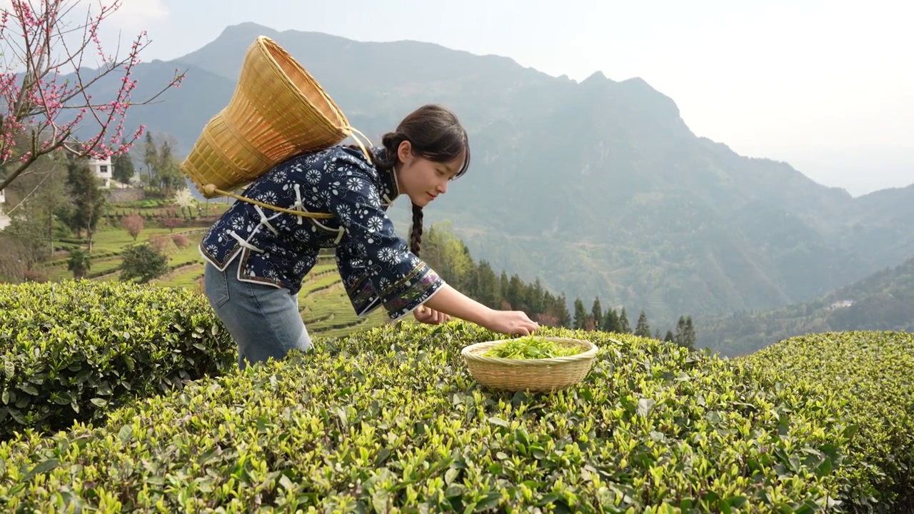 湖北：一位年轻姑娘在恩施玉露茶叶基地采摘春茶视频素材