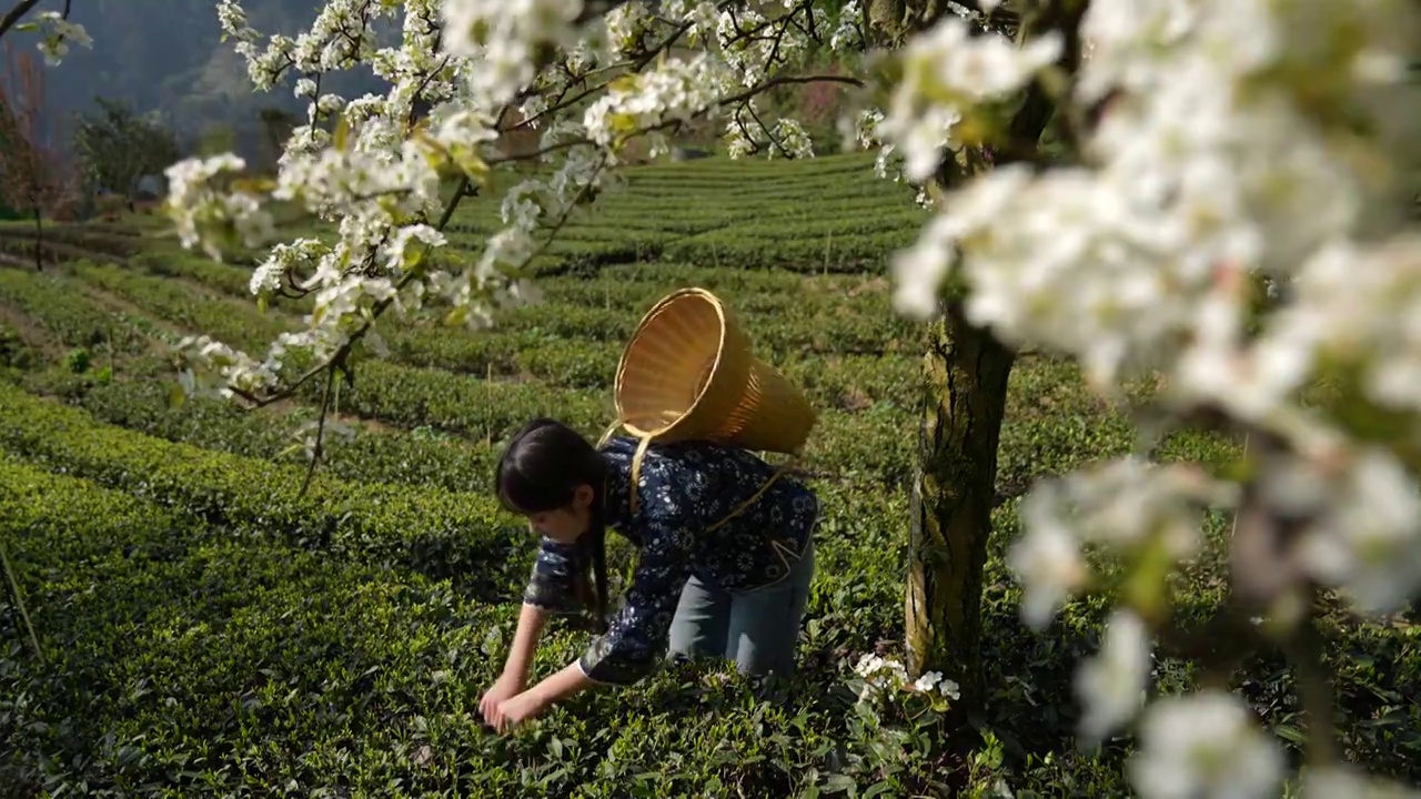 湖北：一位年轻姑娘在恩施玉露茶叶基地采摘春茶视频素材